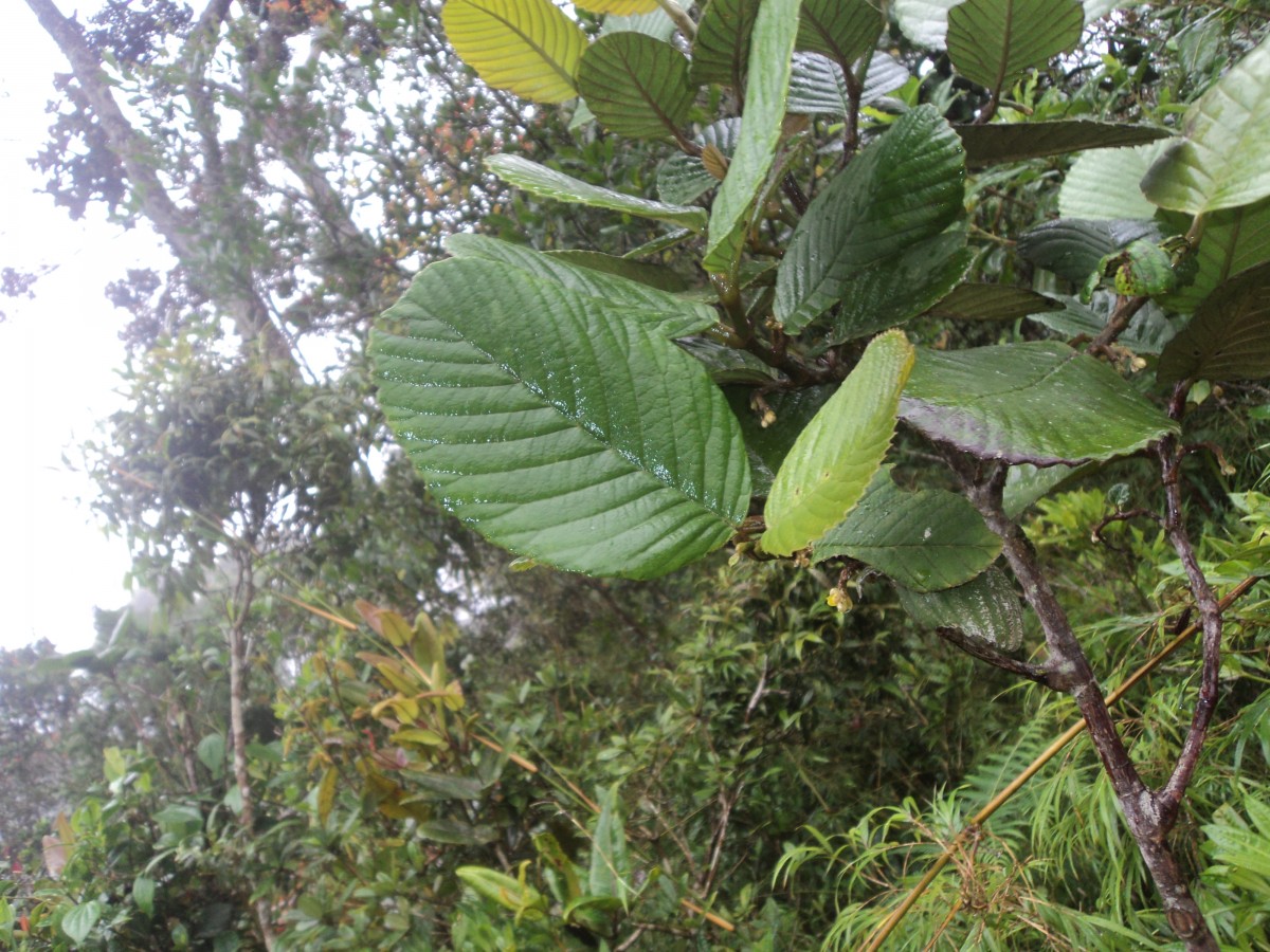 Schumacheria alnifolia Hook.f. & Thomson